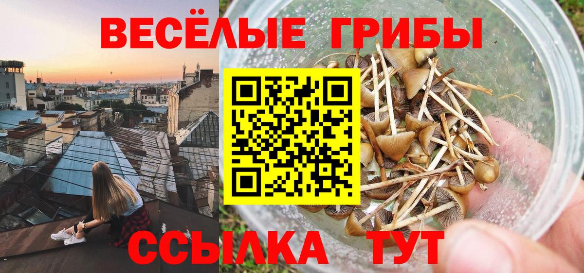 Галлюциногенные грибы Psilocybe  Вход с VPN  Нововоронеж 